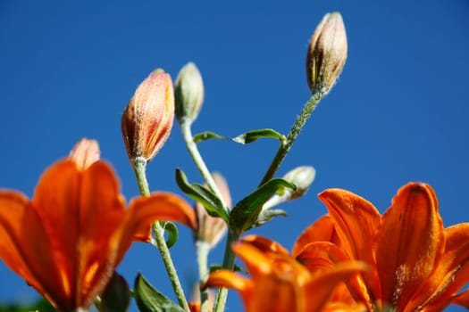 Lily Blossoms