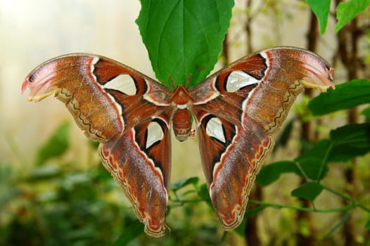 Atlas moth (Attacus atlas)