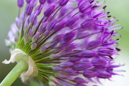 Ornamental leeks