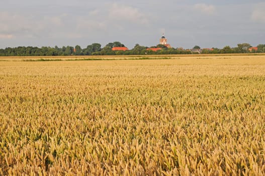 Wheat field near Pilsum