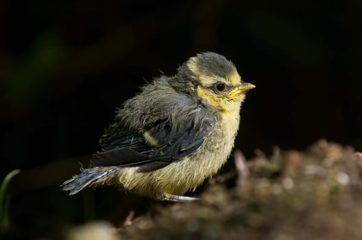 Young blue