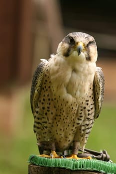 falcon