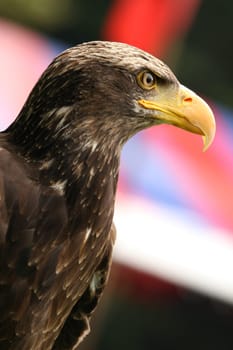 Falcon