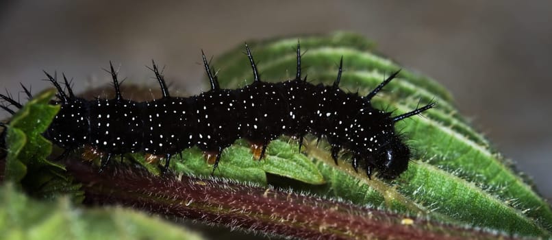 This caterpillar will become a peacock butterfly. Seen in the nettles.