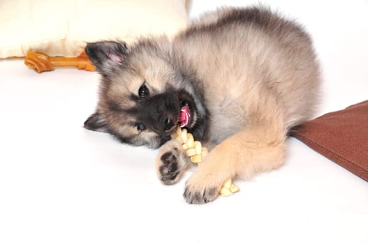Dog puppy playing
