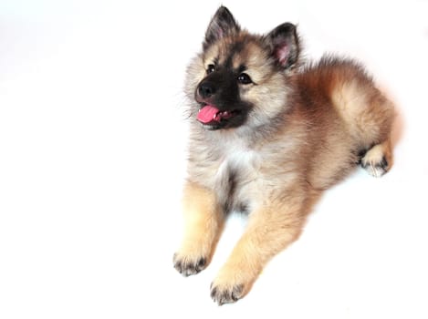 Wolfsspitz puppy