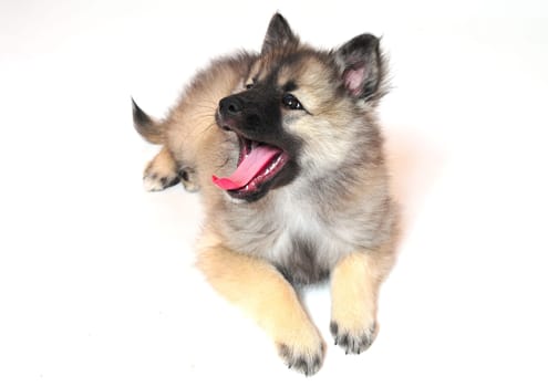 Dog Puppy