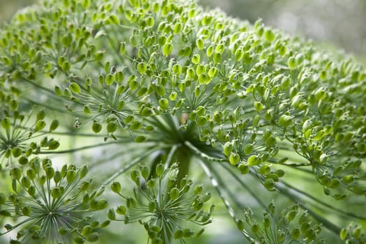 Giant hogweed