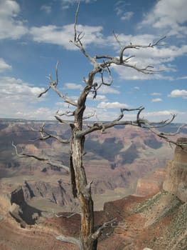 Bald Tree