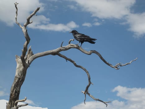 The Black Raven