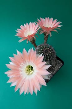 pink blossom of a cactus