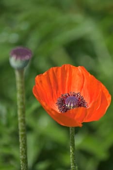 Turkish Poppy Seeds