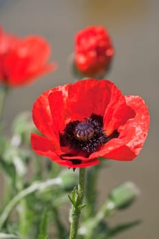 Poppies