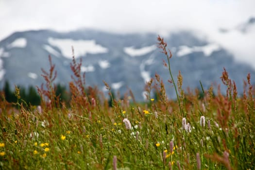 Closeup Of Wild Mountain Field