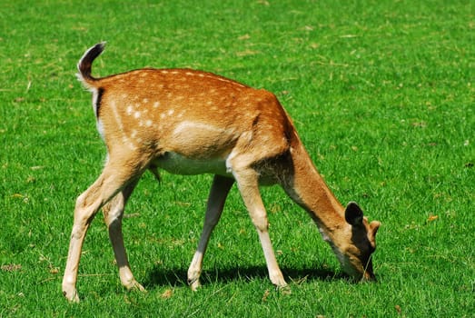The Deer