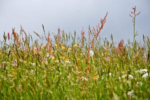 Wild Flowers And Grass Field