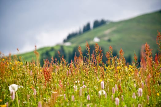 Closeup Of Panoramic Flowers And Grass Field