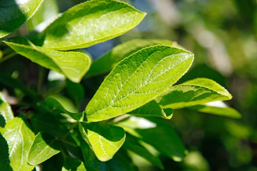 Leaf veins