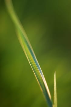 Grass