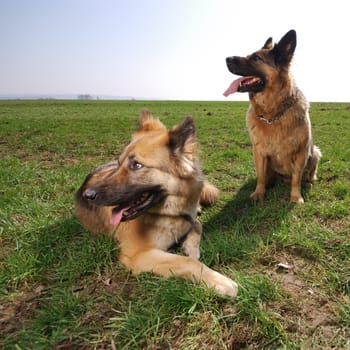 German Shepherd Mixes
