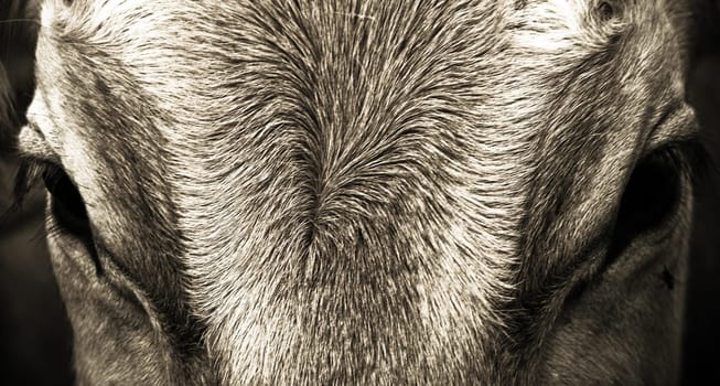 Horse Eyes Closeup