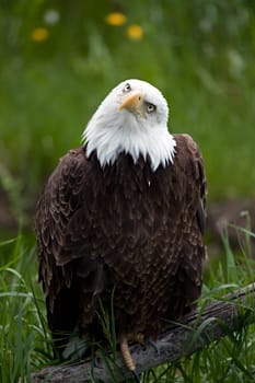 American Bald Eagle