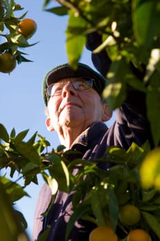 Senior man picking lemon from lemon tree