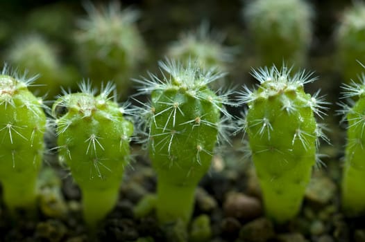 very small cacti (seedlings)