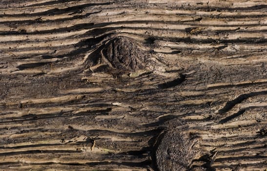 Structure in dead wood