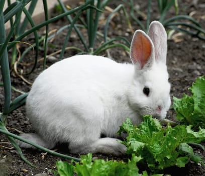 The Little Bunny in Salad Patch