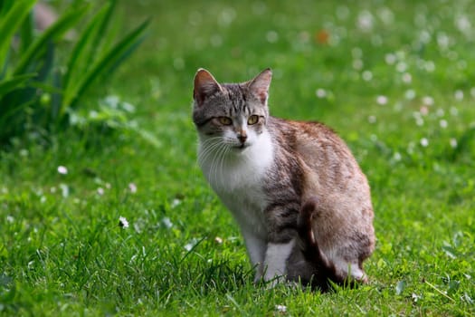 cat sitting in green springs grass