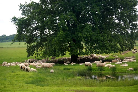 Sheep idyll