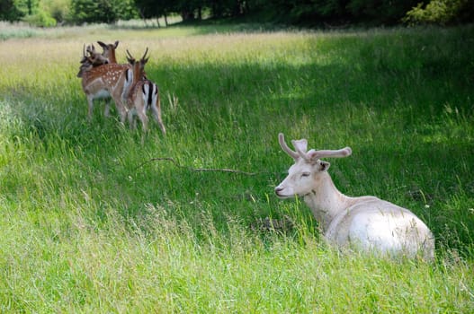 White Deer - Fallow Deer
