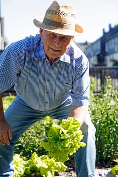 Senior in the garden
