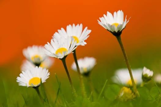 Daisies in spring