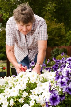 senior lady doing some gardening