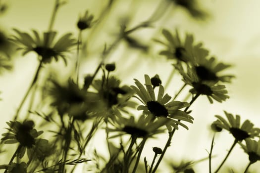 Marguerite Silhouettes Monochrome