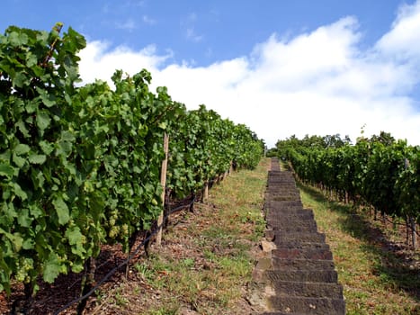 Stairs in the vineyard
