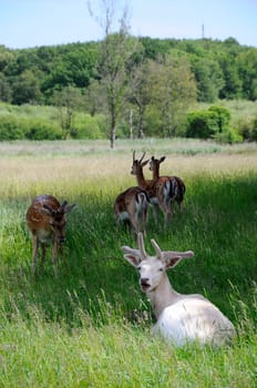 White Deer - Fallow Deer