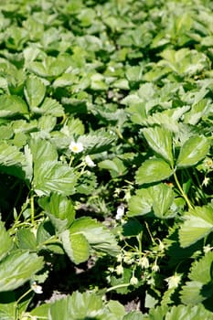 Strawberry plants
