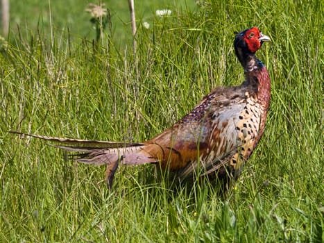 Pheasant