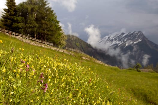 Upland meadow