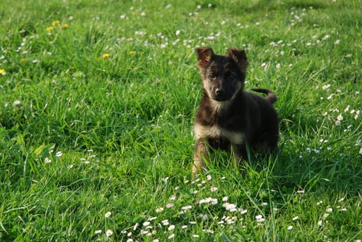 German Shepherd Puppy