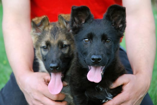 German Shepherd Puppies