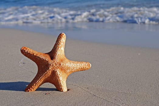 Starfish