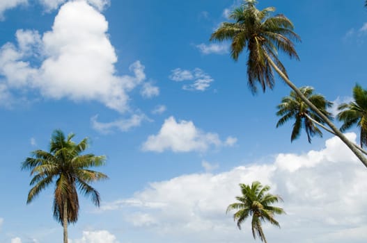 group of palm trees taken in Samoa