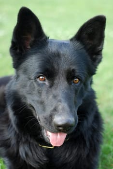 Sheepdog