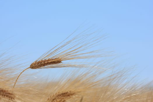 Cereal in the wind
