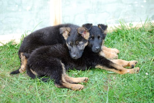 German Shepherd Puppies
