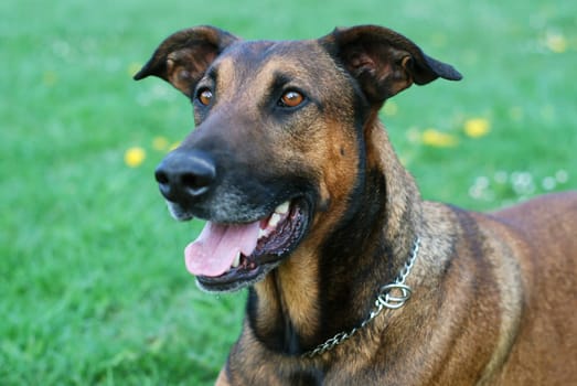 Dog Portrait
